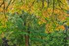 USA, Washington State, Seabeck. Bigleaf maple tree in fall. Art Print